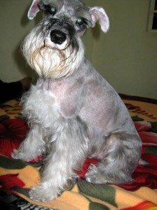 Perro schnauzer perdido