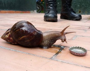 Señalan invasión de caracoles en el sector 