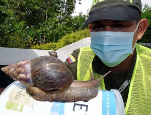 Tenga en cuenta que no todas las especies de caracoles son peligrosas.