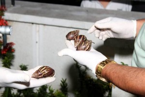 Aparición del caracol gigante africano en casas del sector.