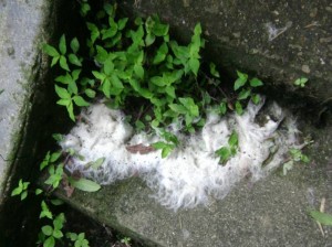 Aquí una persona que paseó su mascota no tuvo inconveniente en cepillarle y dejar los pelos en algunos escalones.