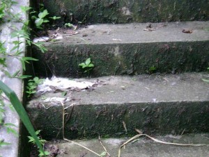 Aquí una persona que paseó su mascota no tuvo inconveniente en cepillarle y dejar los pelos en algunos escalones.