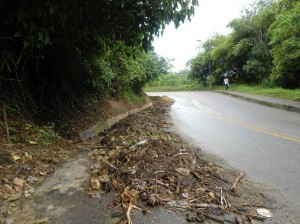 Piden que recojan unos bambúes que quedaron a un costado de la vía.