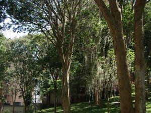 El parque luce verde y limpio.