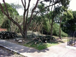 Este bosque mantenía un ambiente fresco, natural y hermoso en este barrio. (Andrés Guzmán).