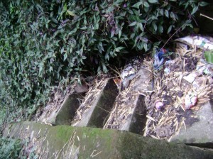 El piso de las escaleras es invadido por el pasto.