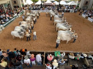 La Feria Ganadera estará en Cenfer del 10 al 18 de septiembre. 