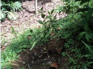 Estos son los supuestos árboles (plantas) que se mencionaron en la denuncia.