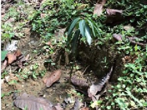 Estos son los supuestos árboles (plantas) que se mencionaron en la denuncia.