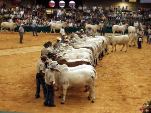 La Feria Nacional Cebú se realiza una vez más en Bucaramanga.