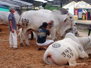 La feria también tendrá el juzgamiento de hembras de la raza Brahman.