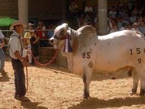 Revisión y pesaje de ejemplares de exposición, remate y exhibición de las razas Brahman, Gyr, Guzerá y hembras F1.