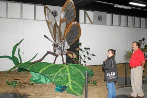 La metamorfosis de la mariposa se muestra en varias facetas.