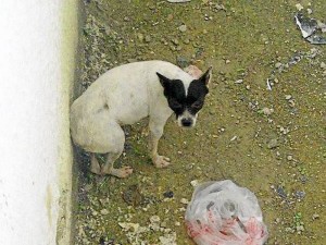 Perro está hospedado en un edificio.