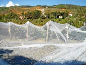 Los viñedos son protegidos con mallas de las aves que amenazan con comérselos.