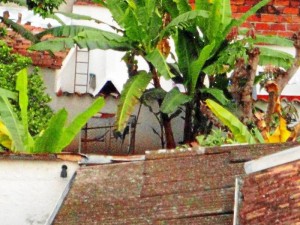 La Periodista del Barrio de Sotomayor tomó desde su casa esta fotografía donde se alcanzan a ver las aves en la jaula y al aire libre.