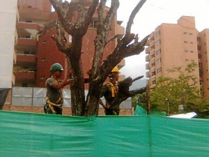 Tala de un árbol que estaba en riesgo.