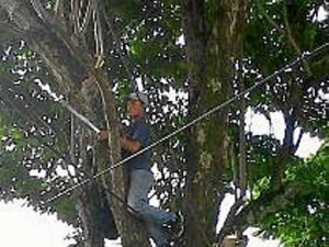 Este árbol está en riesgo de tala