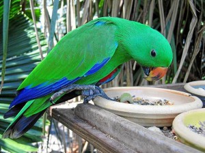 Aunque los loros no están en la lista de animales domesticables, sí son elegidos por muchos como mascotas.