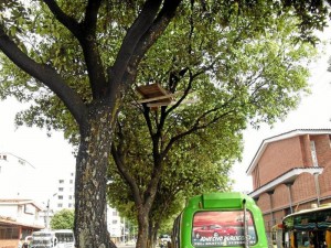 Esta foto fue tomada hace varias semanas, cuando apenas se instalaba en el árbol el indigente.