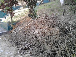 La poda está en el conjunto residencial Torres del Tejar Portería primera.