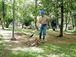 Las hojas que se recogen cada día son llevadas por el Acueducto para que a través de un proceso se puedan utilizar como abono. 