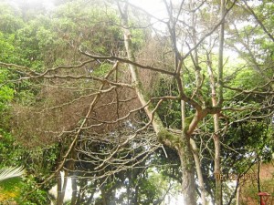 Las ramas secas de algunos árboles amenazan con caer sobre cualquier persona.