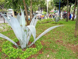 Los jardines y sembrado hacen parte del embellecimiento del parque.