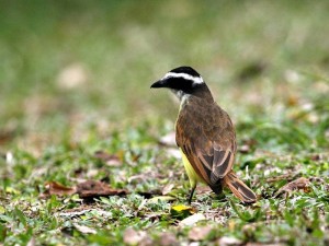 Concurso de fotografía sobre fauna silvestre