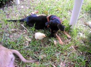 Jornada de adopción de perros este domingo 5 de agosto.