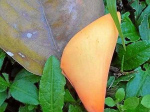 La flor del búcaro brinda un ambiente de colorido al paisaje.