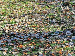 El naranja de las flores del búcaro engalanarían de nuevo a la ciudad. (Tomada de Internet)