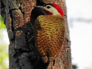 Carpintero buchipecoso.