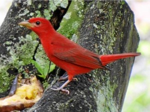 Piranga roja (macho), migratoria boreal.