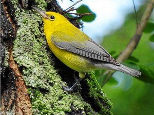 Reinita cabecidorada, migratoria boreal.