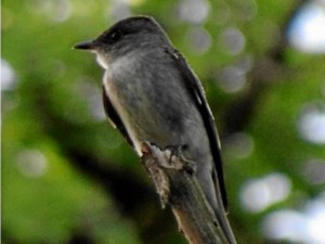 Atrapamoscas boreal, migratorio.