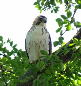 Buteo platypterus - Gavilán aliancho  (Migratoria Boreal)