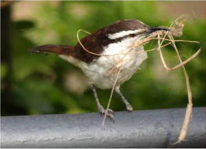 Campylorhynchus griseus -  Cucarachero Chupahuevos