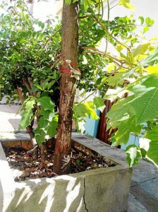 El árbol de la carrera 29 entre la avenida La Rosita y la calle 40 sufrió un ‘anillamiento’ que por poco acaba con la vida de la especie.