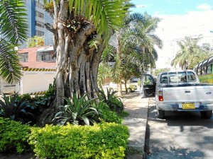 En la calle 34 se recuperó un árbol al que en la parte inferior (raíz) se le inyectó algún insecticida para matarlo.