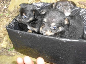 Los perritos buscan un hogar.