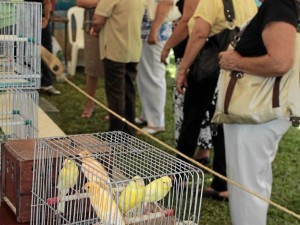 Los pájaros cantores son otros protagonistas en el festival.