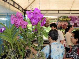 En el festival se podrán comprar especies de flo-res.