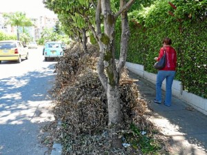 Las podas secas están en los antejardines y andenes de calle 10 avenida El Tejar entre carreras 35 y 36. (Fotos Nelson Díaz)