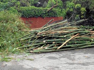 Estos fueron los bambúes talados hace una semana en Los Cedros, según la denuncia del Periodista del Barrio. Estos fueron los bambúes talados hace una semana en Los Cedros, según la denuncia del Periodista del Barrio.