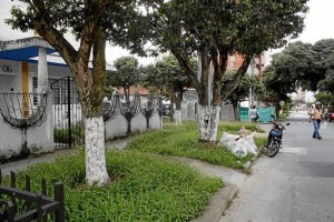 Los antejardines están repletos de monte y basuras.