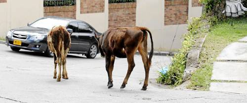 ¿Y estas vacas?