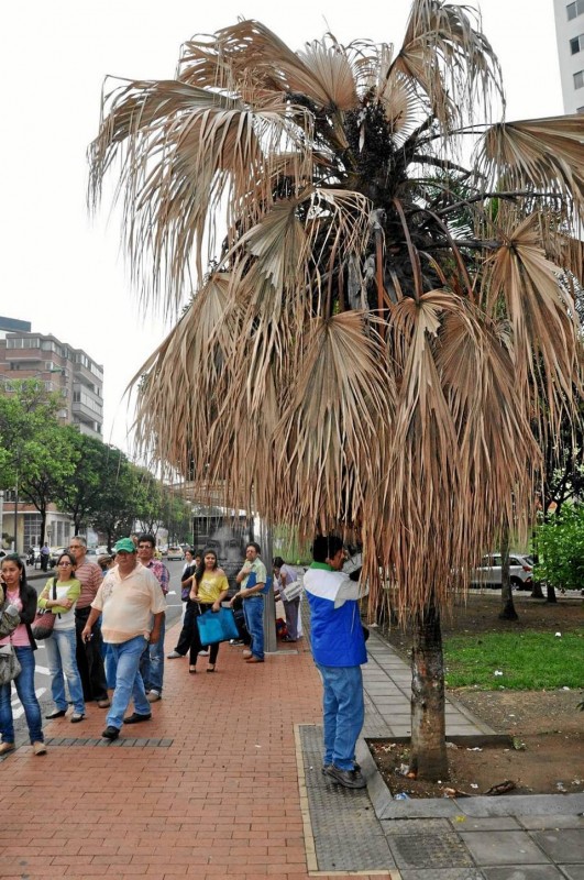 Funcionarios de la CDMB estuvieron en el parque Turbay haciendo la ins-pección de la denuncia ciudadana.