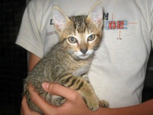 Estas dos pequeñas gati-cas de aproximadamente tres meses fueron aban-donadas en un conjunto de Cañaveral. Una amiga de los animales las reco-gió y les ha dado asilo por un par de semanas pero por motivos ajenos a su control debe encontrarles hogar. Quien desee adoptarlas debe ser una persona que realmente amen a los animales y esté dispues-tas a cuidarlas. Si quiere adoptarlas co-muníquese con el número 313 860 9576.  