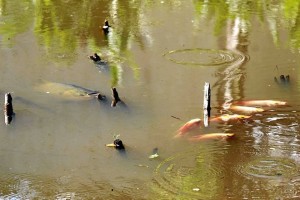 Las mojarras rojas y doradas también se observan en este sitio. (Foto Javier Gutiérrez)